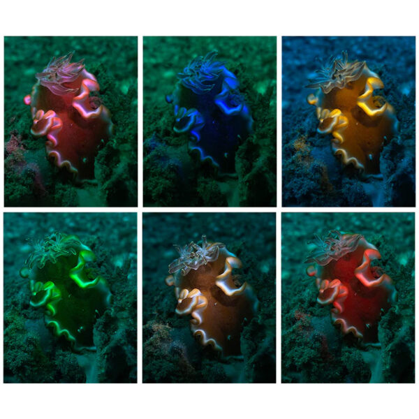 Roue de Filtres Colorés pour Snoot SL20